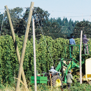 1545831_10152271128888436_63439348_n