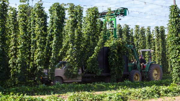 Let the Hop Harvest Begin!